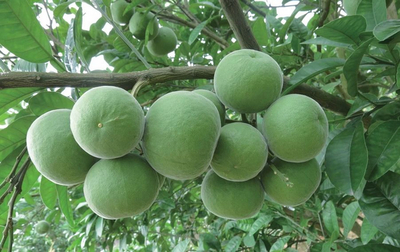 “一只小果”促“一大产业”!化橘红地理标志品牌效应凸显