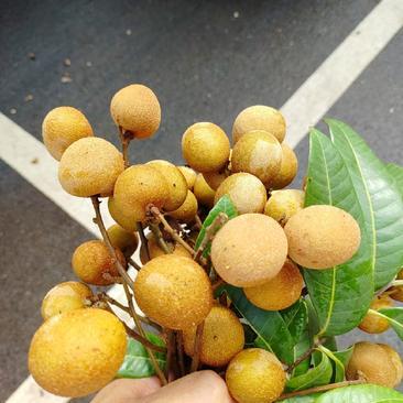 [储良龙眼批发]广东茂名高州市龙眼 9.00元/斤储良龙眼 _ 一亩田