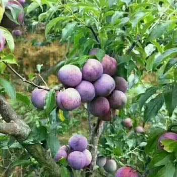 农产品批发供应商韦兴塘 - 惠农网电脑版