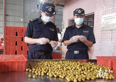 茂名海关硬核措施帮扶,“茂字号”农产品出口逆势飘红