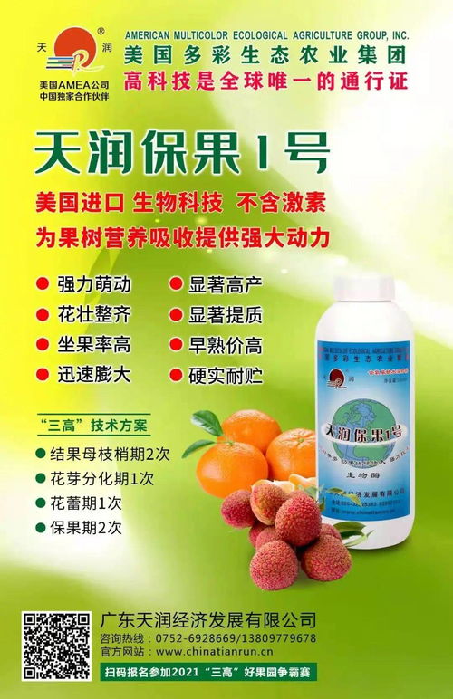 阳西与茂名荔枝进入花芽分化期，果农积极应对促丰收