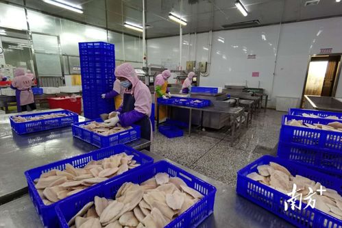 电白前三季度八项主要经济指标领跑茂名全市