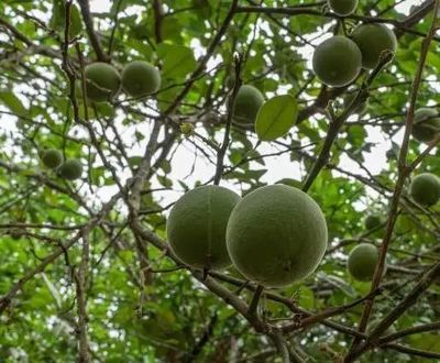 重磅！茂名六个林业产业园入选省级推荐名单