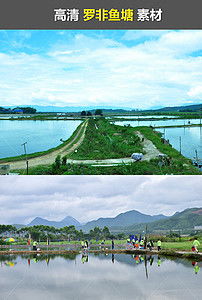 茂名特产水产 香辣罗非鱼与鲫鱼的养殖与资源素材