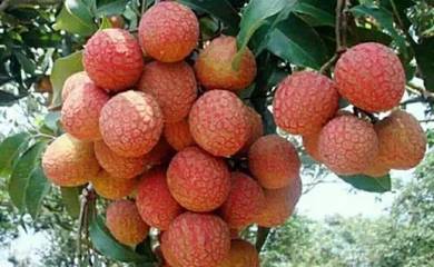 边品荔边赏荔，茂名这条路线不容错过！