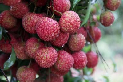 从“中国水果城”到全球果业新标杆 茂名年产400万吨的产业传奇