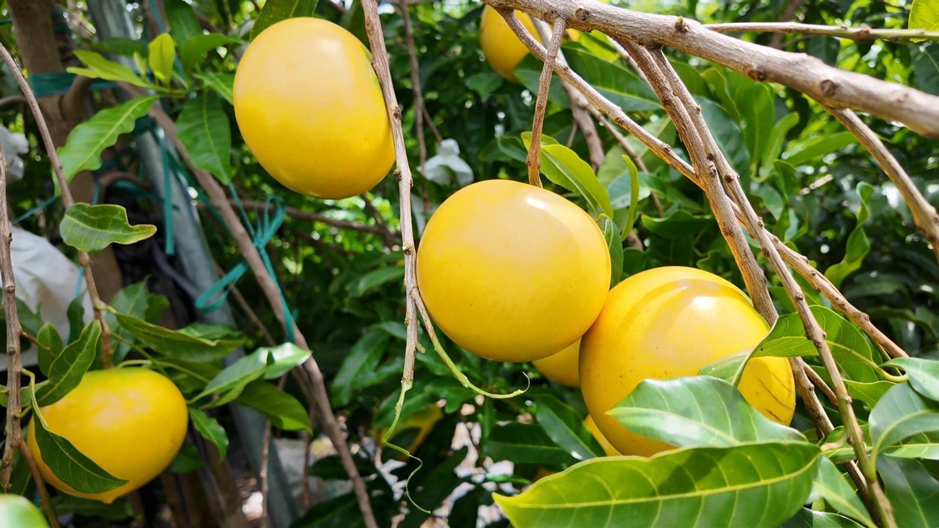 茂名高州黄晶果喜迎丰收，产量预估近四万斤
